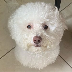 Meet your Posher, Jean